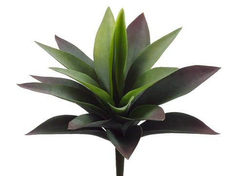 11" Agave Plant with 19 Leaves Green