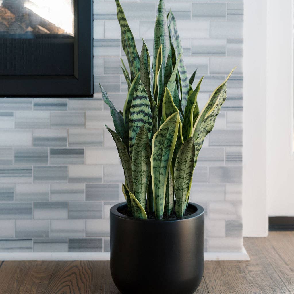 Faux Snake Plant, Potted, Black, 30 in