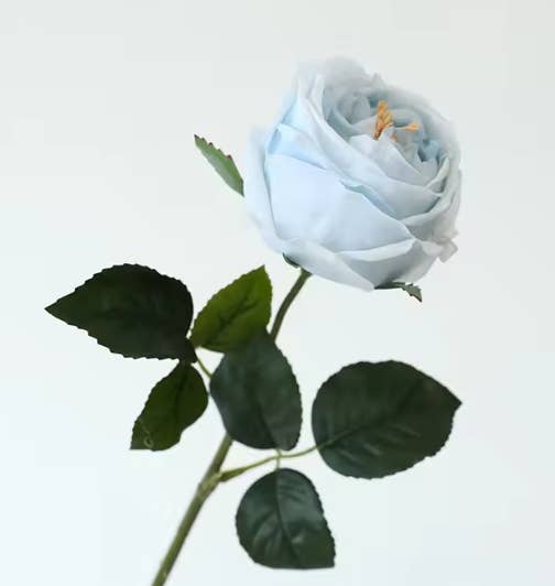17" or 24"Premium Real touch English Austin Cabbage Rose Stem