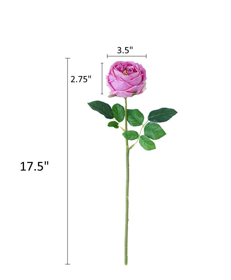 17" or 24"Premium Real touch English Austin Cabbage Rose Stem