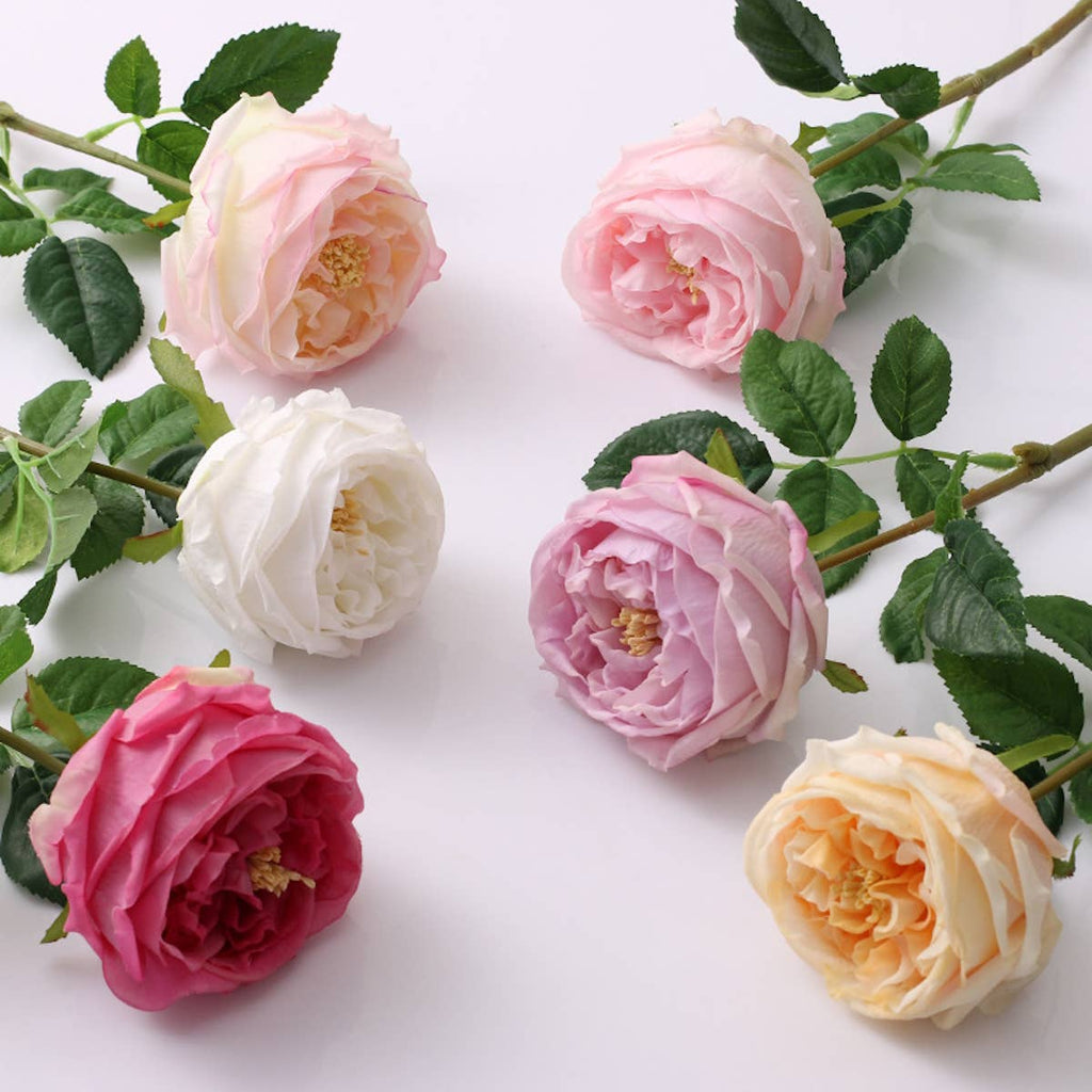 17" or 24"Premium Real touch English Austin Cabbage Rose Stem