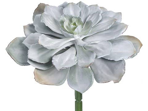 8"H x 14"D Echeveria Pick Gray Green