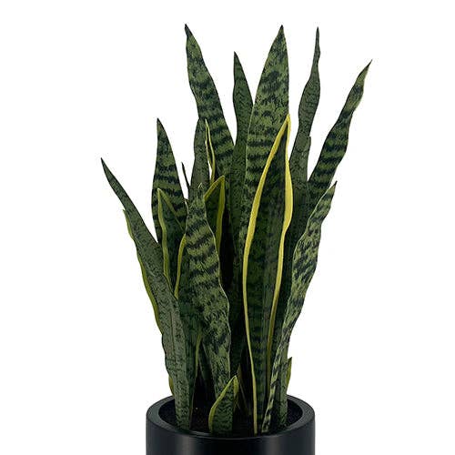 Faux Snake Plant, Potted, Black, 30 in