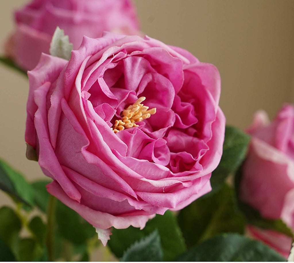 17" or 24"Premium Real touch English Austin Cabbage Rose Stem