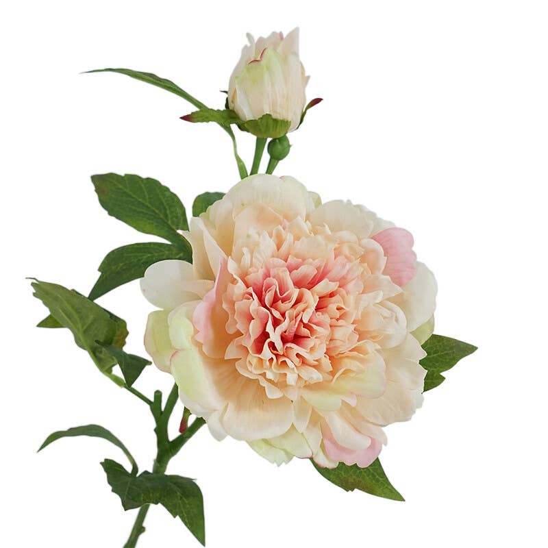 25.5"- Real Touch Peony Stem - 2 Blooms