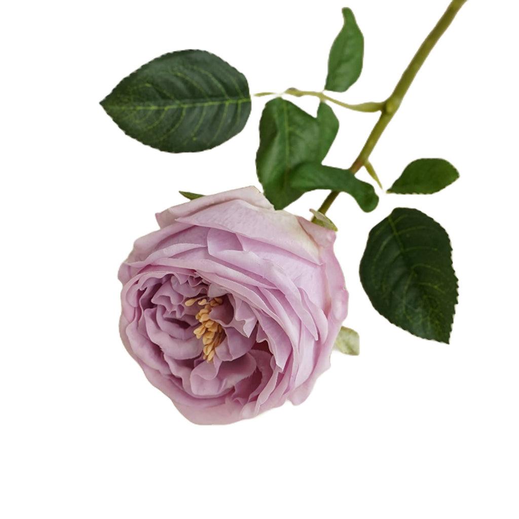 17" or 24"Premium Real touch English Austin Cabbage Rose Stem