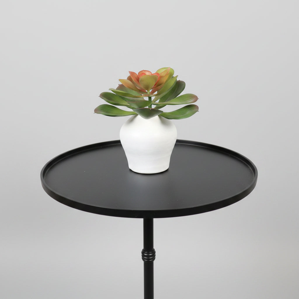 Succulent in Small Deco Pot
