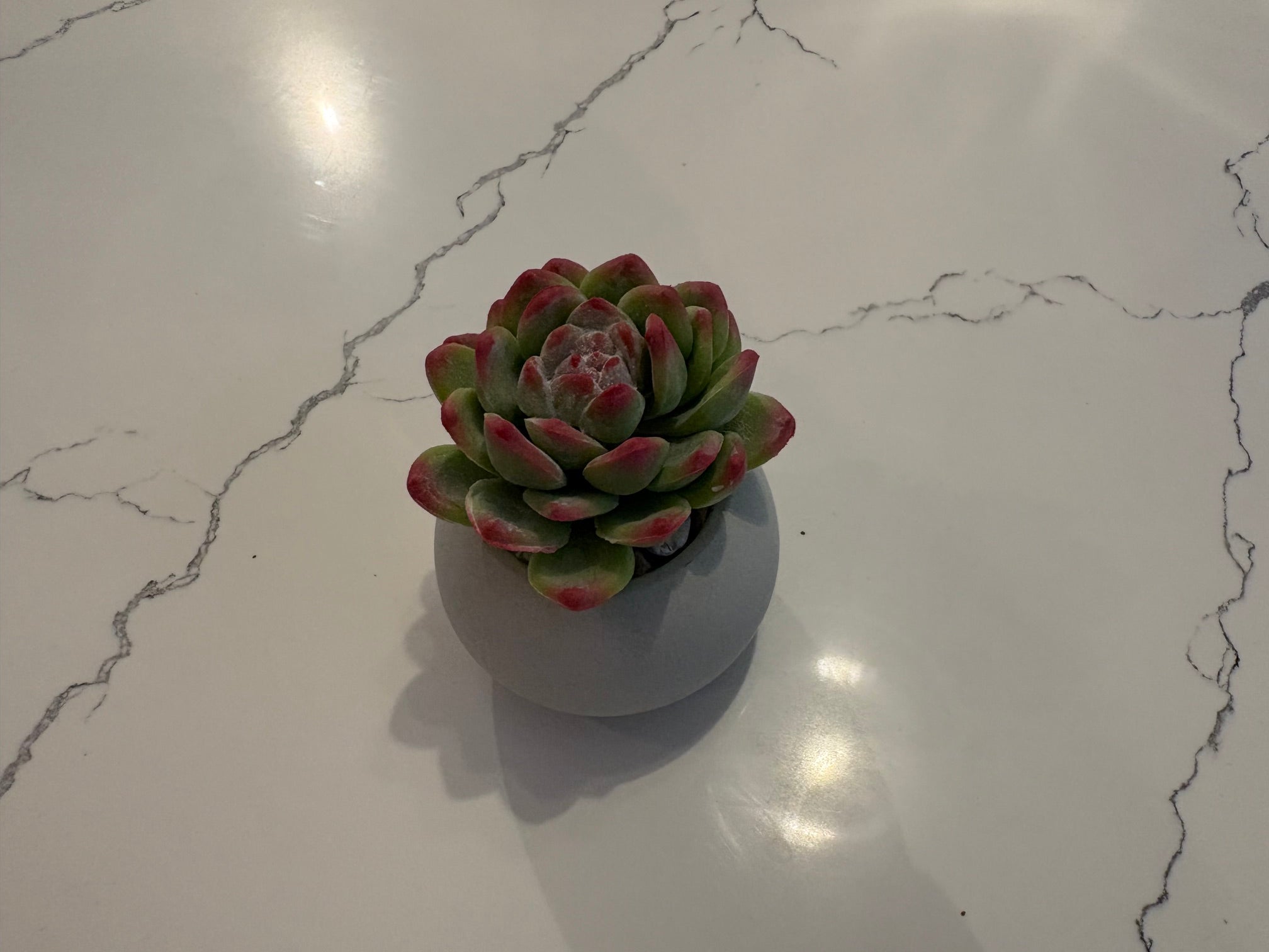 Mini Bowl Succulents