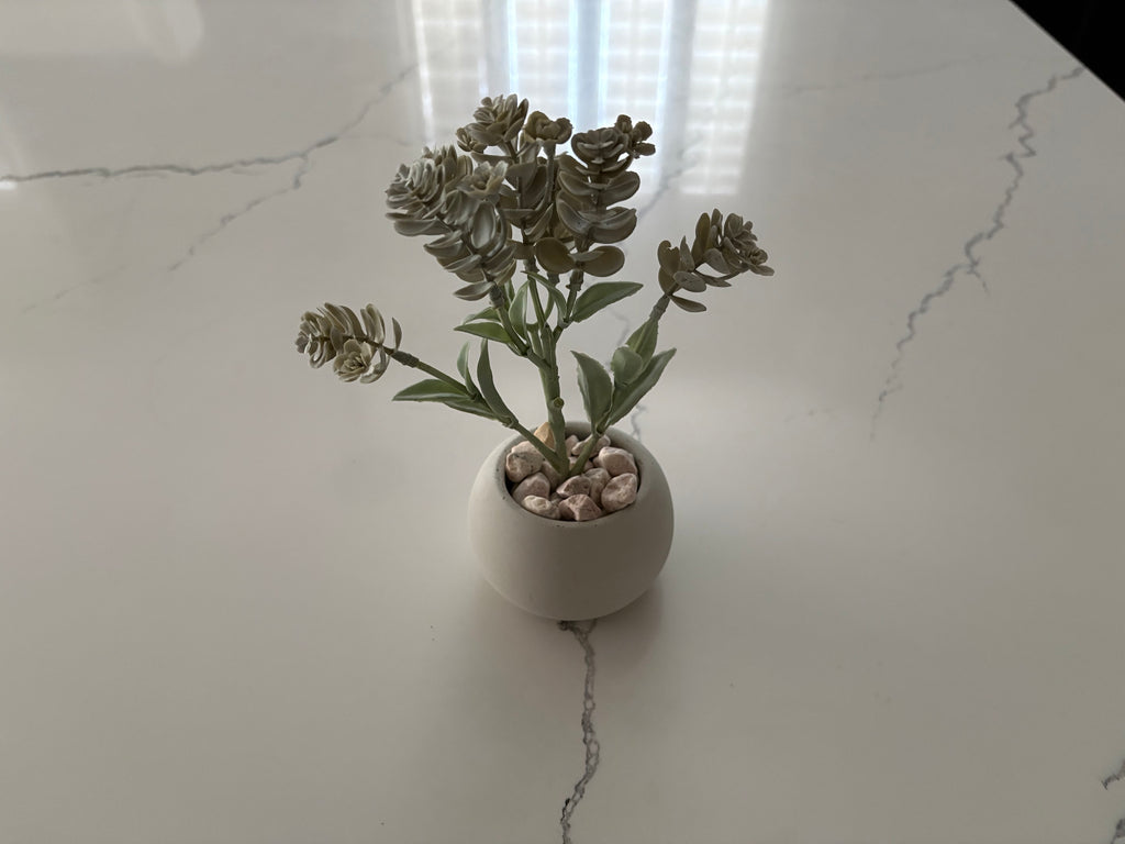 Sage Green Flowering Succulent in Mini Pot
