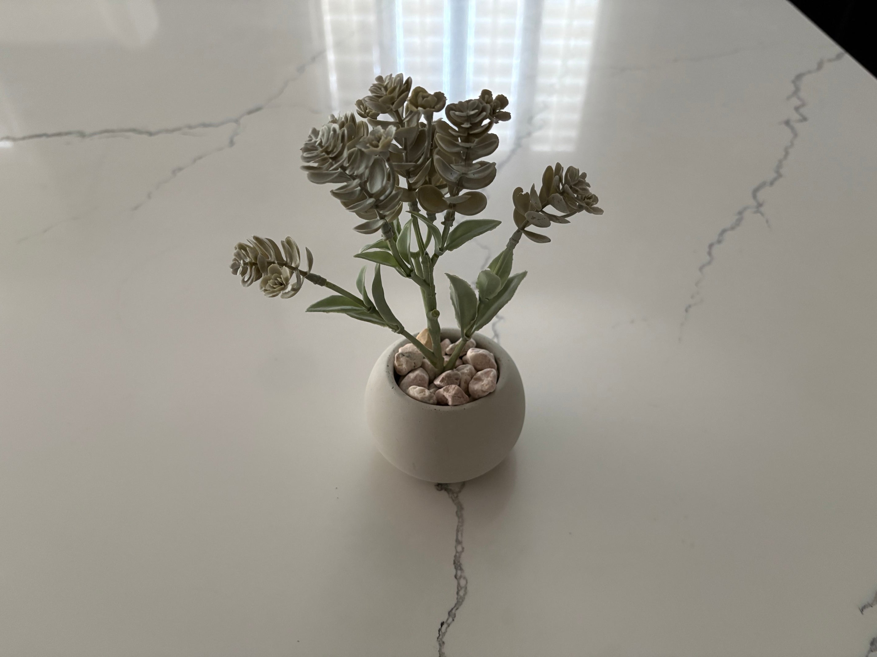 Sage Green Flowering Succulent in Mini Pot