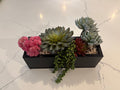 Succulent Tray with Echeveria and Pearls