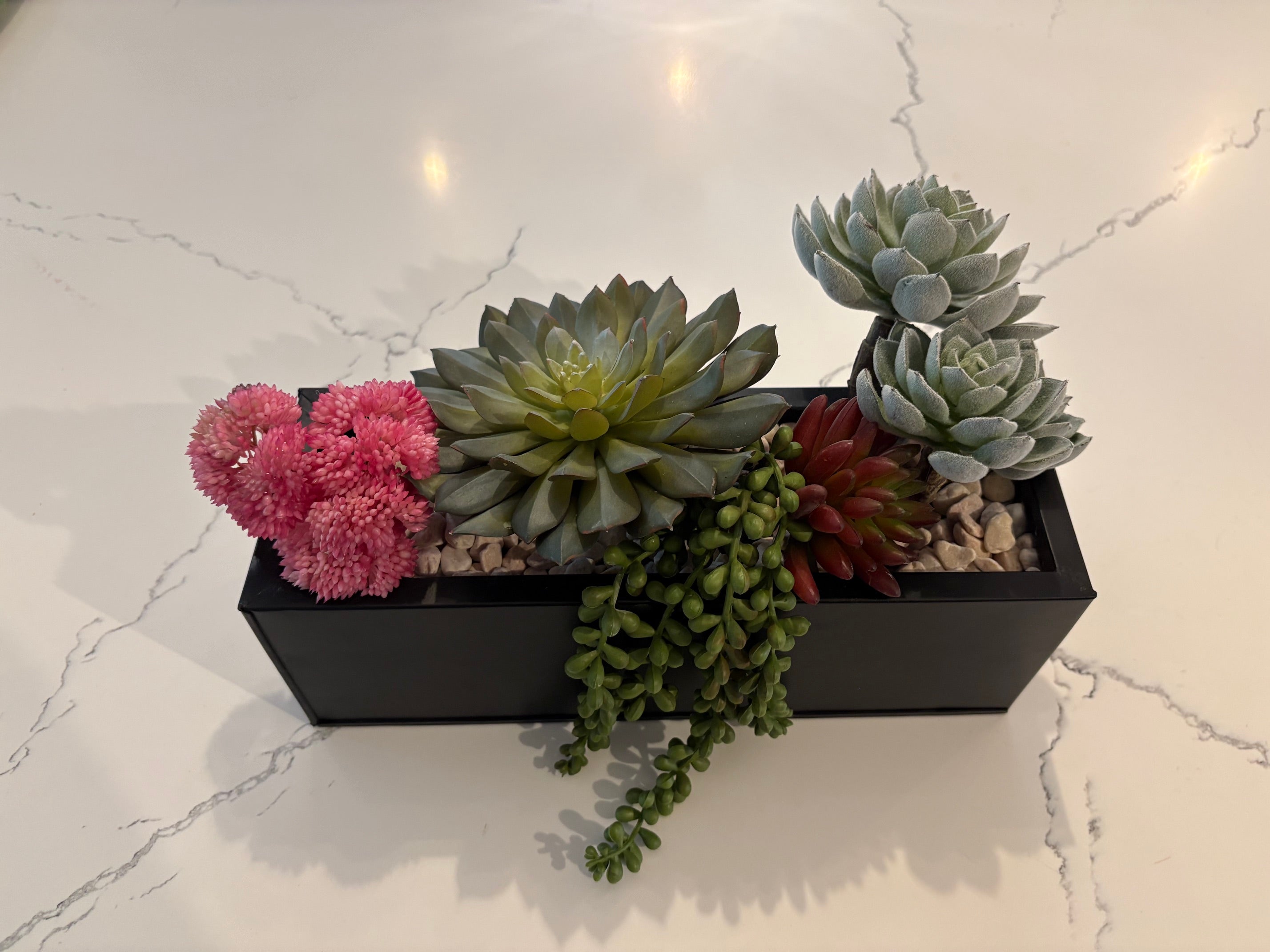 Succulent Tray with Echeveria and Pearls