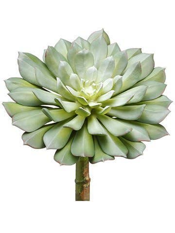 9"H x 6"D Echeveria Pick Green Gray