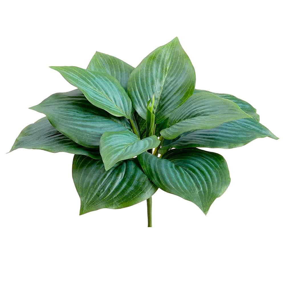 Hosta Leaf Bush Green | 7"