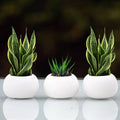 Succulent Mini Pot Round