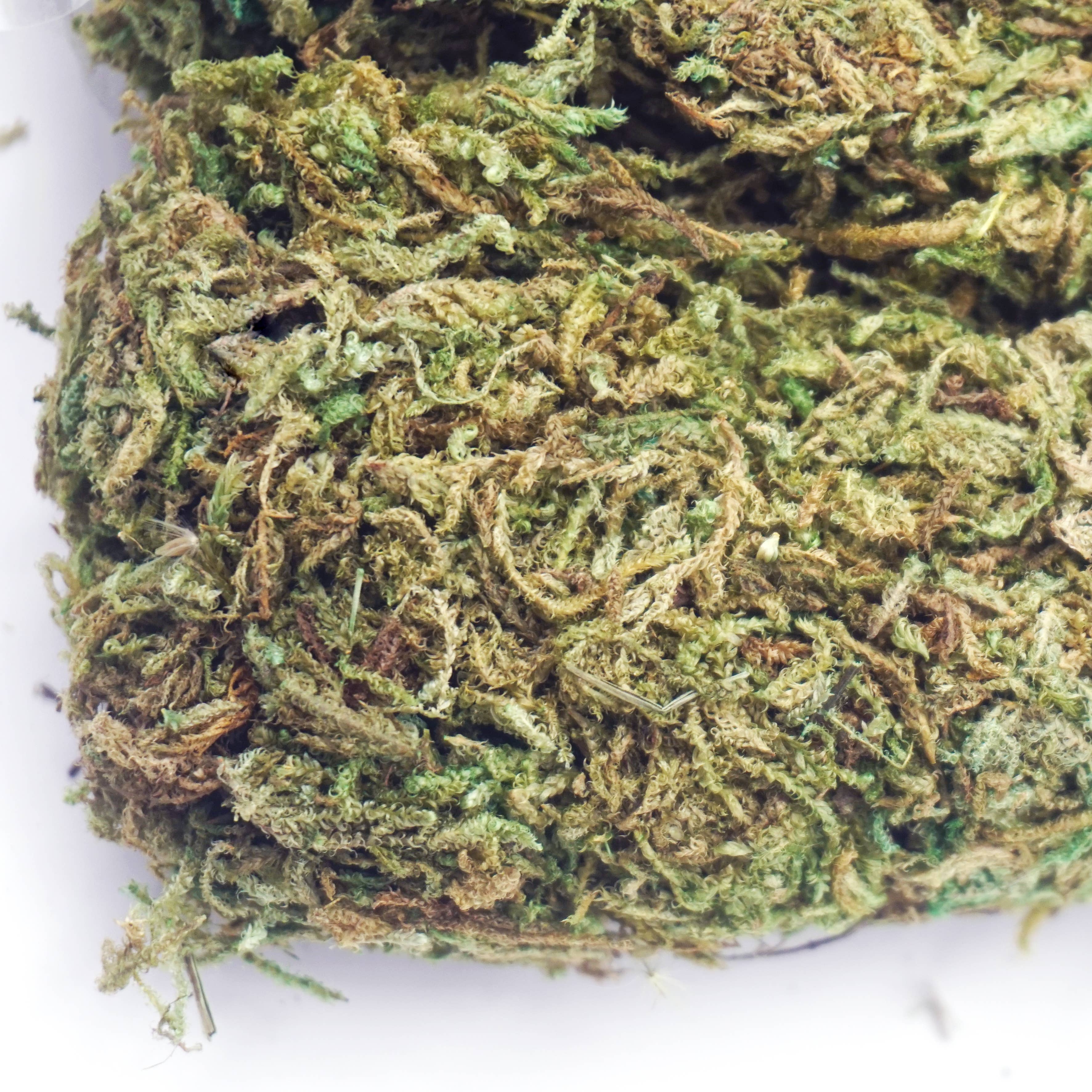 Artificial Green Moss & Moss Stones – 2 Styles