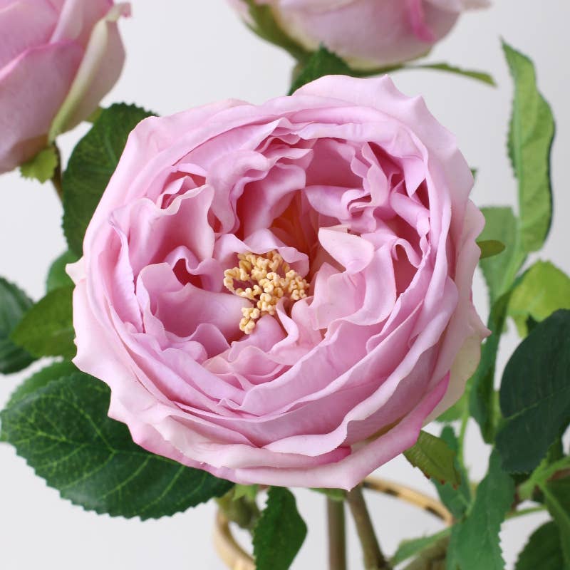 17" or 24"Premium Real touch English Austin Cabbage Rose Stem