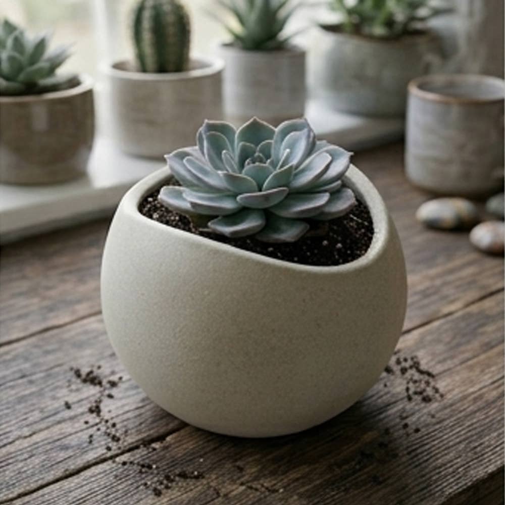 Mini Bowl Succulents
