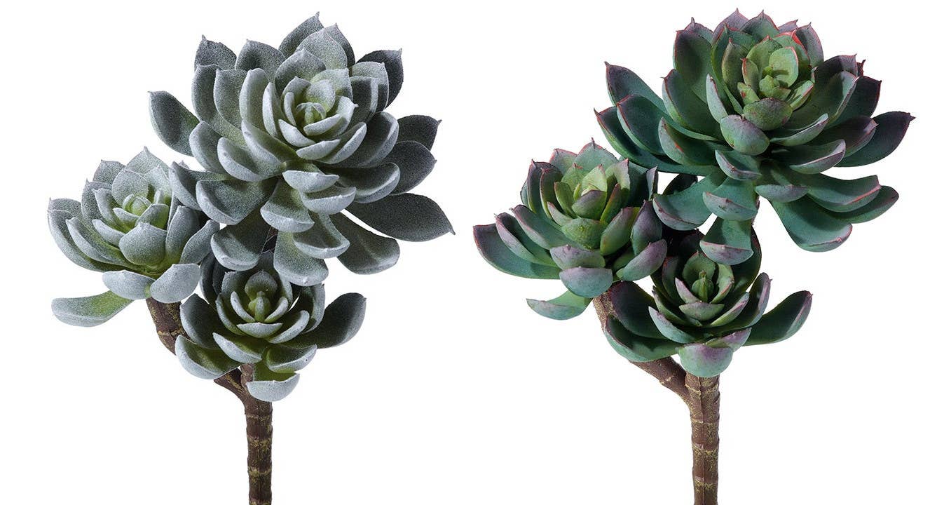 Triple Spoon Succulent Plant - 2 color options