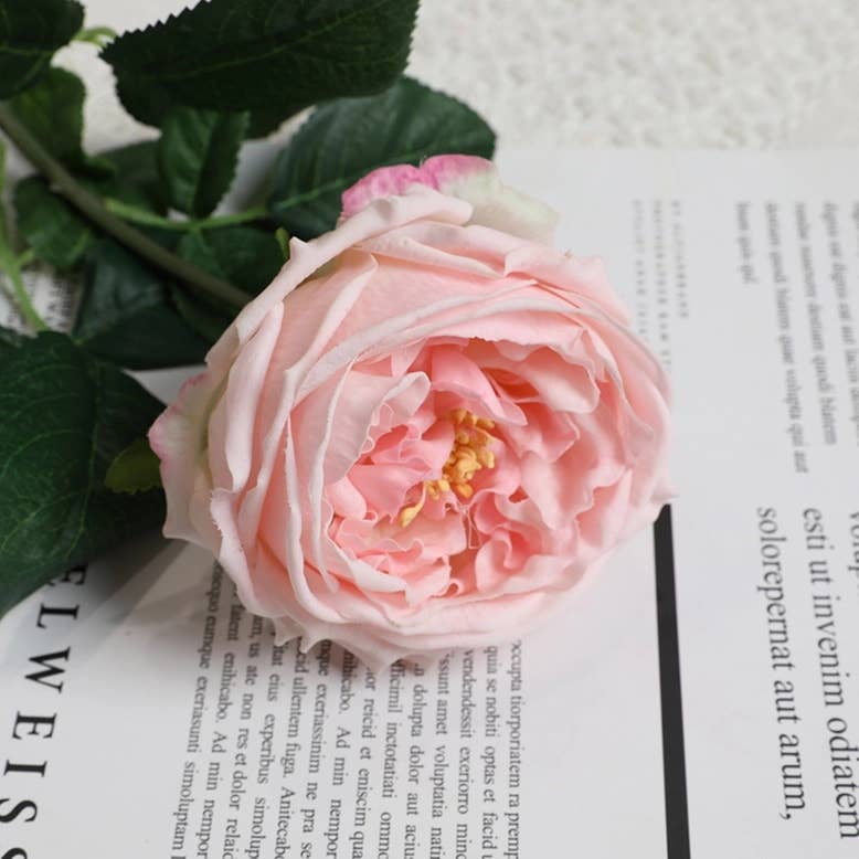17" or 24"Premium Real touch English Austin Cabbage Rose Stem