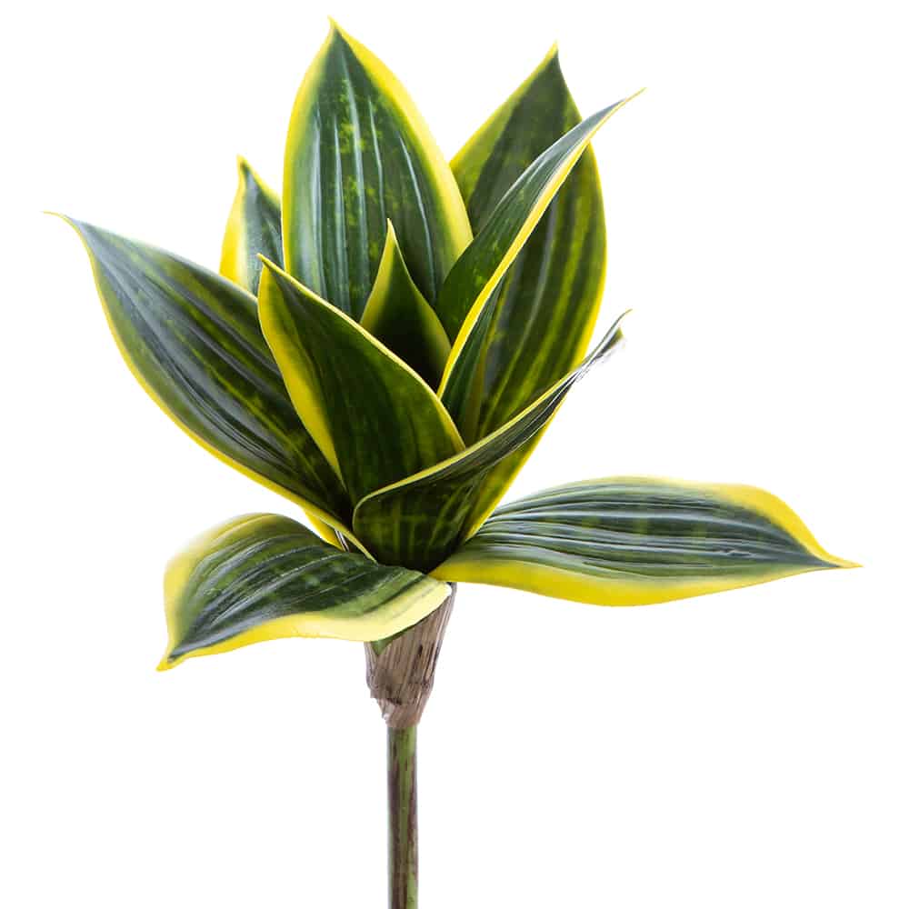 9" Mini Sanseveria Plant Green Cream