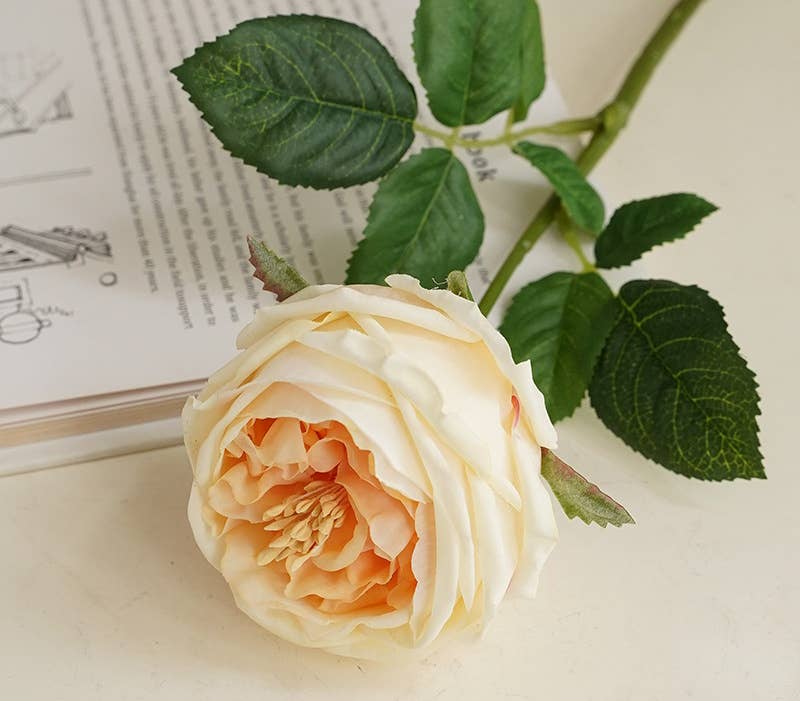17" or 24"Premium Real touch English Austin Cabbage Rose Stem