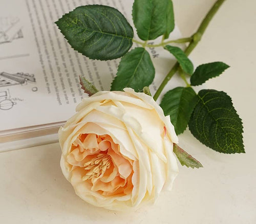 17" or 24"Premium Real touch English Austin Cabbage Rose Stem