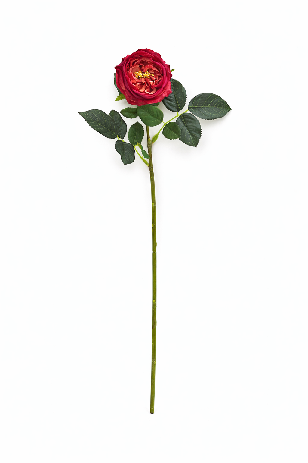 17" or 24"Premium Real touch English Austin Cabbage Rose Stem