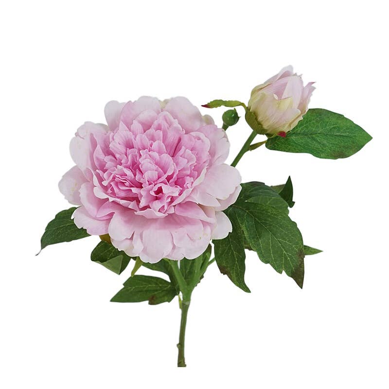 25.5"- Real Touch Peony Stem - 2 Blooms